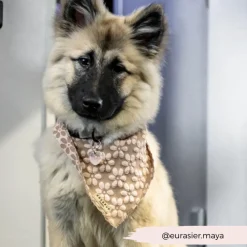 Cocopup Bandanas-Luxe Bandana - Mocha Flower