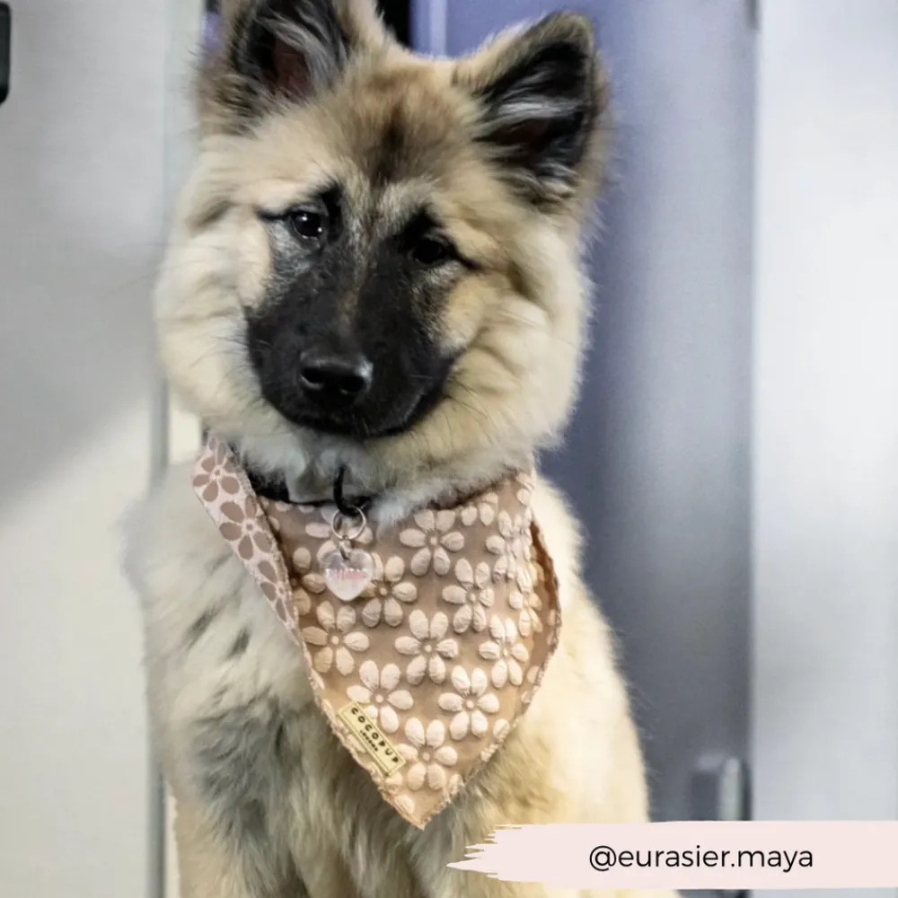 Cocopup Bandanas-Luxe Bandana - Mocha Flower