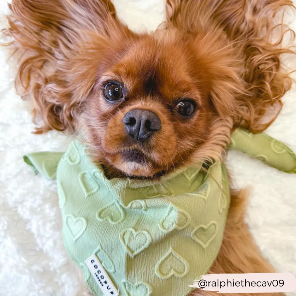 Cocopup Bandanas-Luxe Bandana - Sage Heart