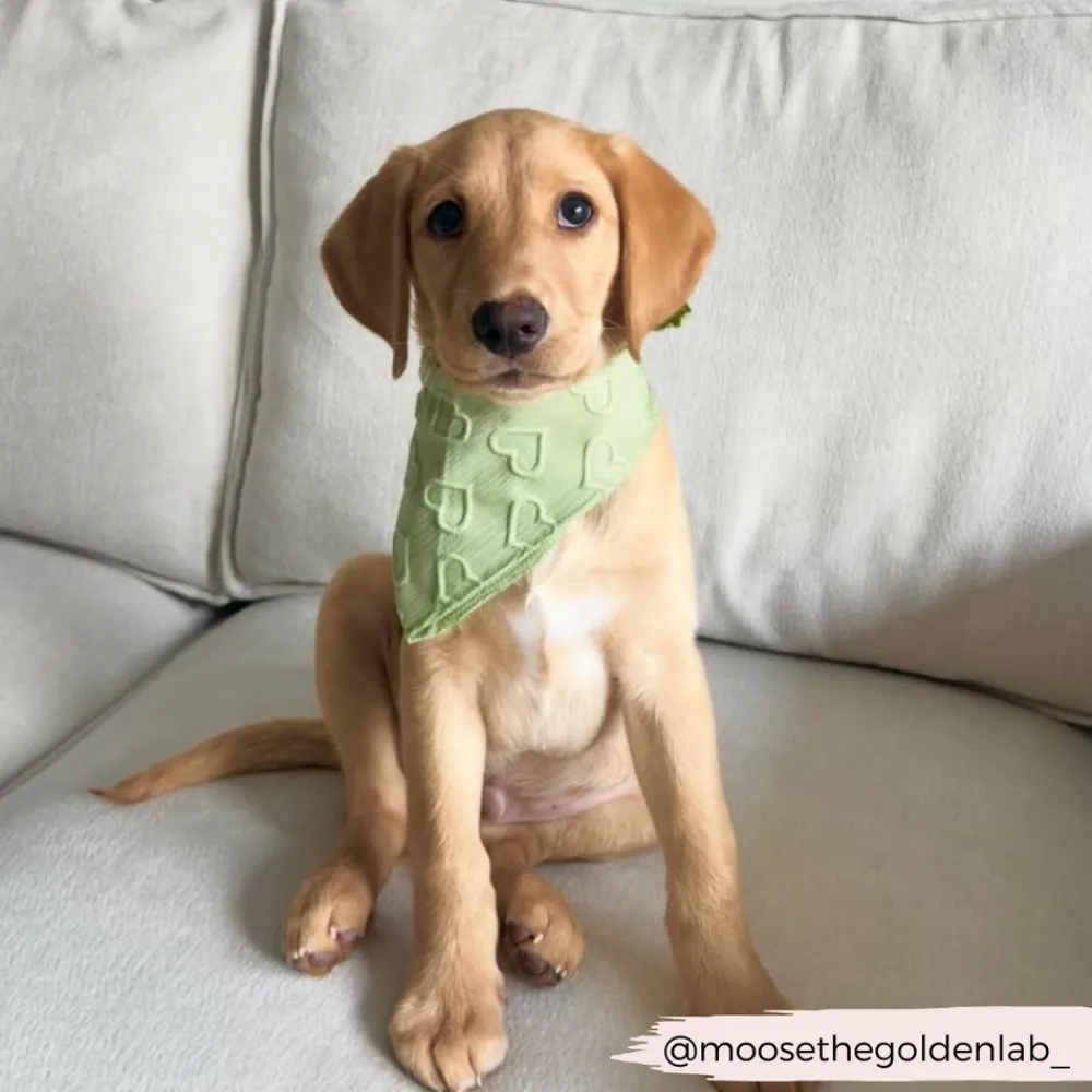 Cocopup Bandanas-Luxe Bandana - Sage Heart