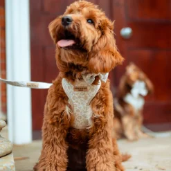Cocopup Adjustable Harness Bundles-Luxe Garden Meadow Adjustable Neck Harness, Lead & Collar Bundle