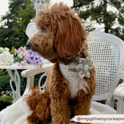 Cocopup Collar Flowers-LUXE Garden Meadow Collar Flower