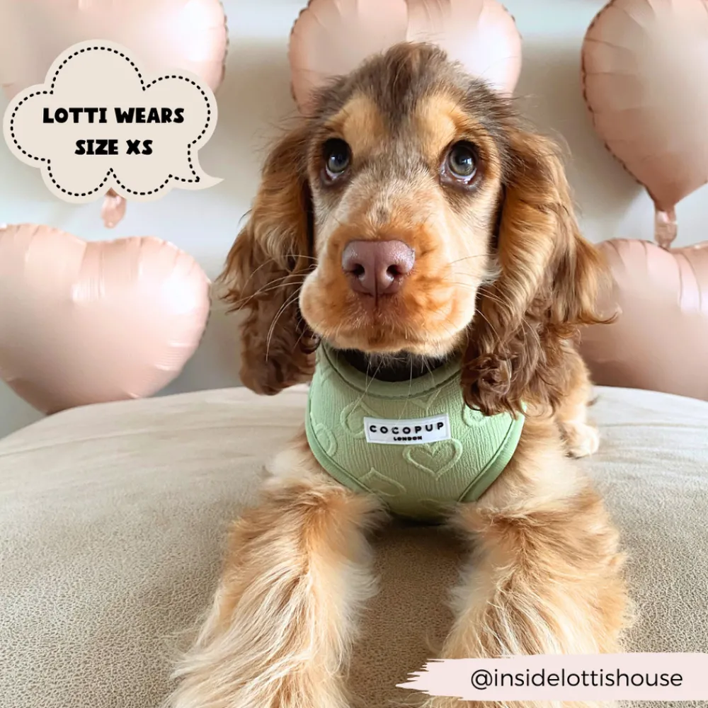Cocopup Adjustable Harness Bundles-Luxe Sage Heart Adjustable Neck Harness, Lead & Collar Bundle