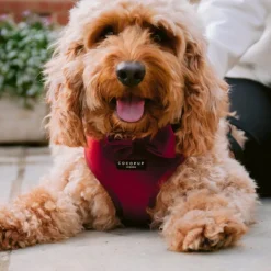 Cocopup Adjustable Neck Harnesses-LUXE Velvet Adjustable Neck HARNESS - Berry Red