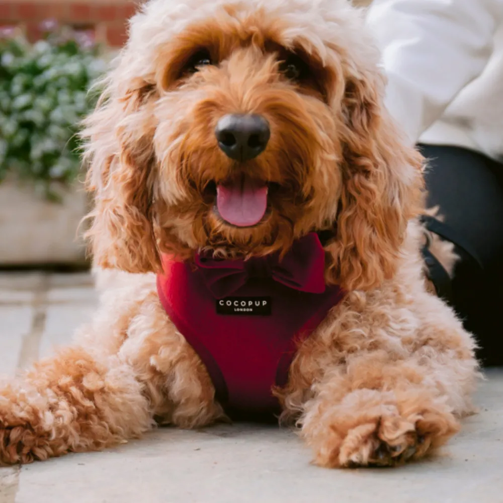 Cocopup Adjustable Neck Harnesses-LUXE Velvet Adjustable Neck HARNESS - Berry Red