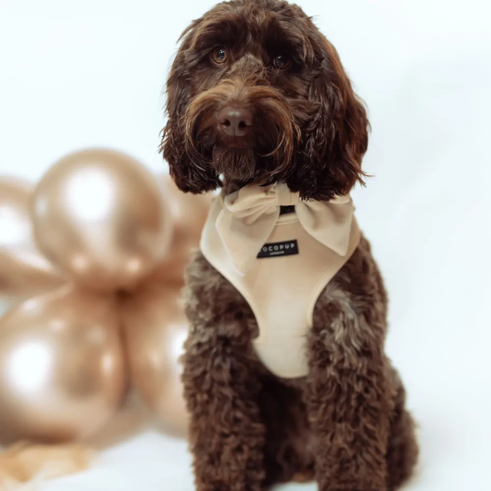 Cocopup Adjustable Neck Harnesses | Special Occassion Harnesses ✨-Luxe Velvet Adjustable Neck HARNESS - Champagne