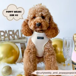 Cocopup Adjustable Harness Bundles | Special Occassion Harnesses ✨-Luxe Velvet Adjustable Neck Harness, Lead & Collar Bundle - Champagne