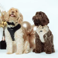 Cocopup Adjustable Neck Harnesses | Special Occassion Harnesses ✨-Luxe Velvet Adjustable Neck HARNESS - Champagne