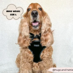 Cocopup Adjustable Harness Bundles-Luxe Velvet Adjustable Neck Harness, Lead & Collar Bundle - Noir