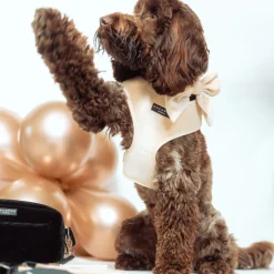 Cocopup Adjustable Neck Harnesses | Special Occassion Harnesses ✨-Luxe Velvet Adjustable Neck HARNESS - Champagne