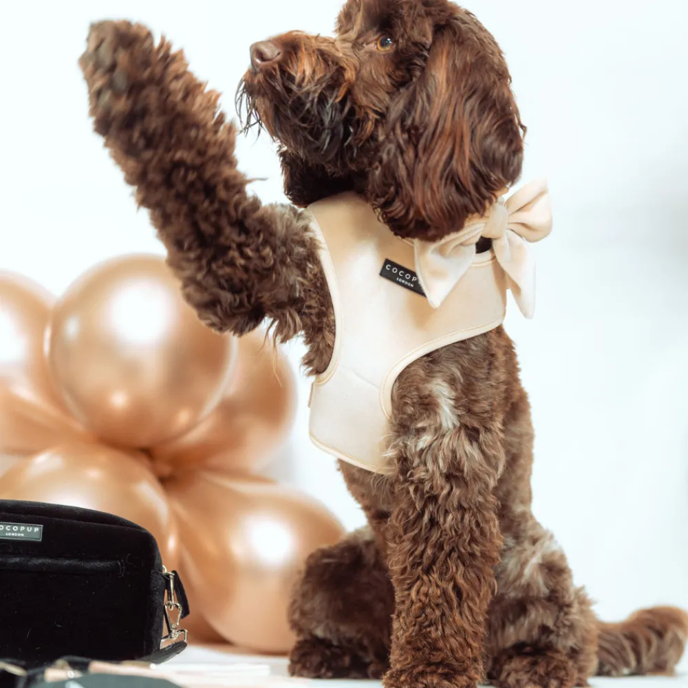 Cocopup Adjustable Neck Harnesses | Special Occassion Harnesses ✨-Luxe Velvet Adjustable Neck HARNESS - Champagne