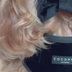 Cocopup Adjustable Neck Harnesses-Luxe Velvet Adjustable Neck HARNESS - Noir