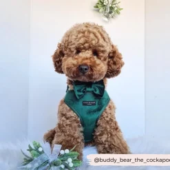 Cocopup Adjustable Neck Harnesses-LUXE Velvet Adjustable Neck HARNESS - Forest Green
