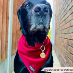 Cocopup Bandanas-LUXE Velvet Bandana - Berry Red