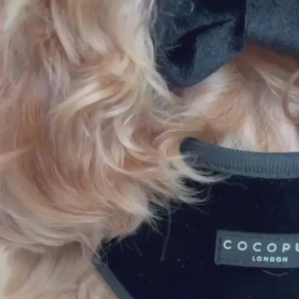 Cocopup Bow Ties-Luxe Velvet Bow Tie - Noir