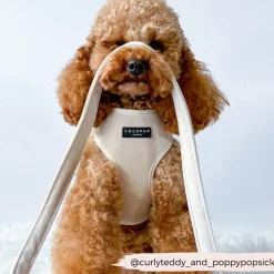 Cocopup Leads-Luxe Velvet Lead - Champagne