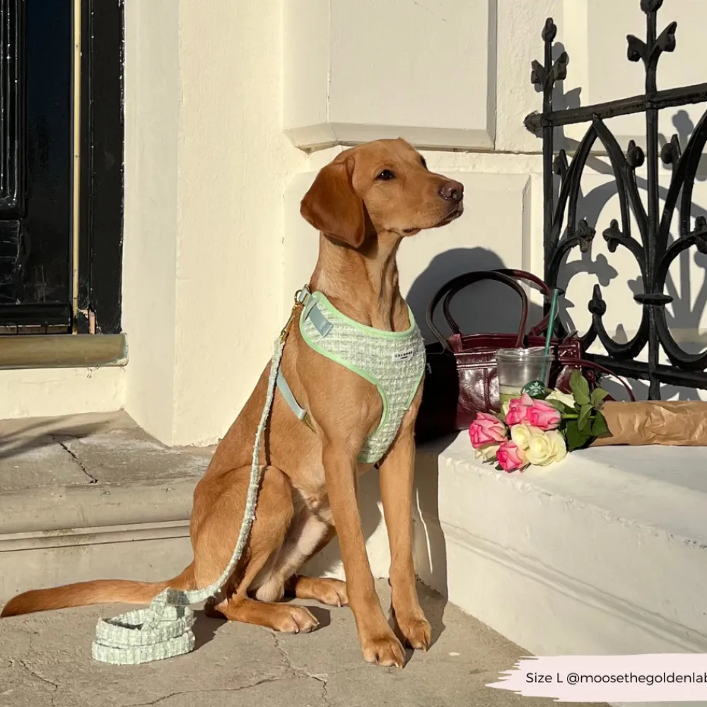 Cocopup Adjustable Harness Bundles | Special Occassion Harnesses ✨-Matcha Textured Tweed Adjustable Neck Harness, Lead & Collar Bundle