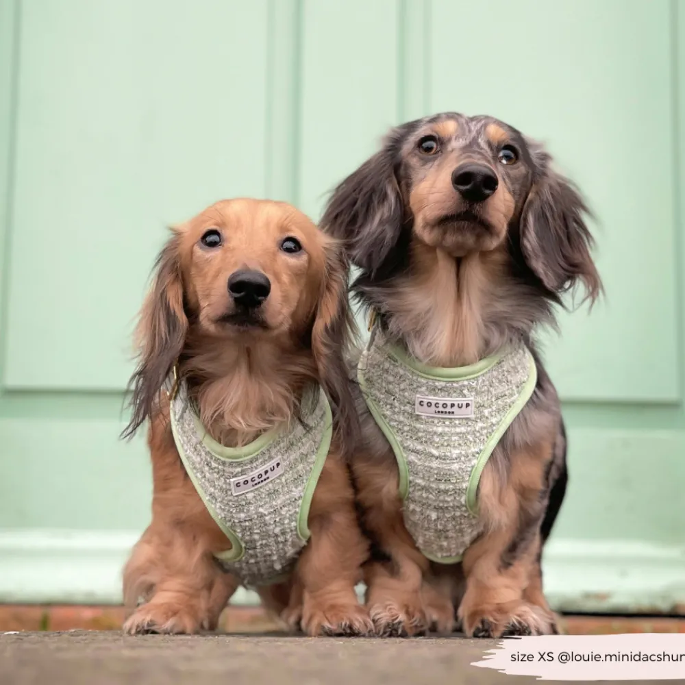 Cocopup Adjustable Harness Bundles | Special Occassion Harnesses ✨-Matcha Textured Tweed Adjustable Neck Harness, Lead & Collar Bundle