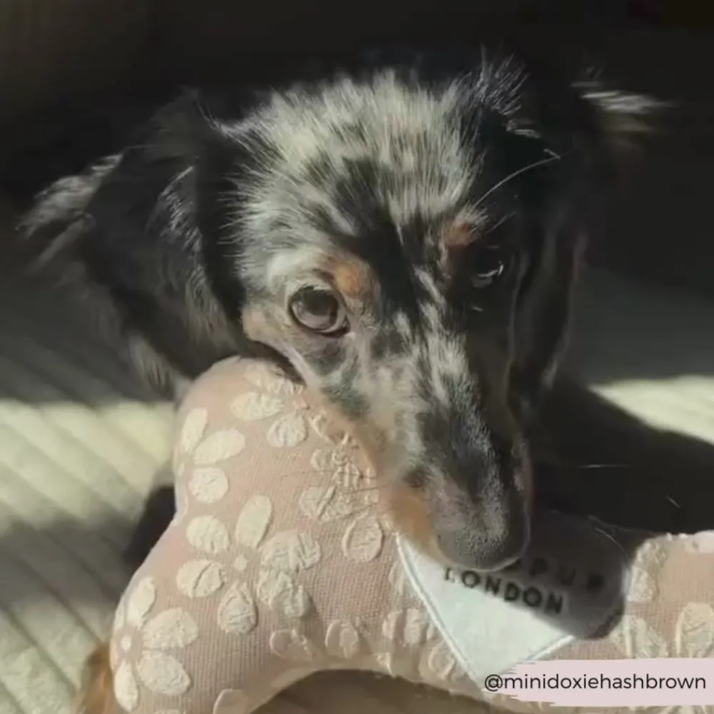 Cocopup Bone Toys 🦴-Mocha Flower Bone Toy