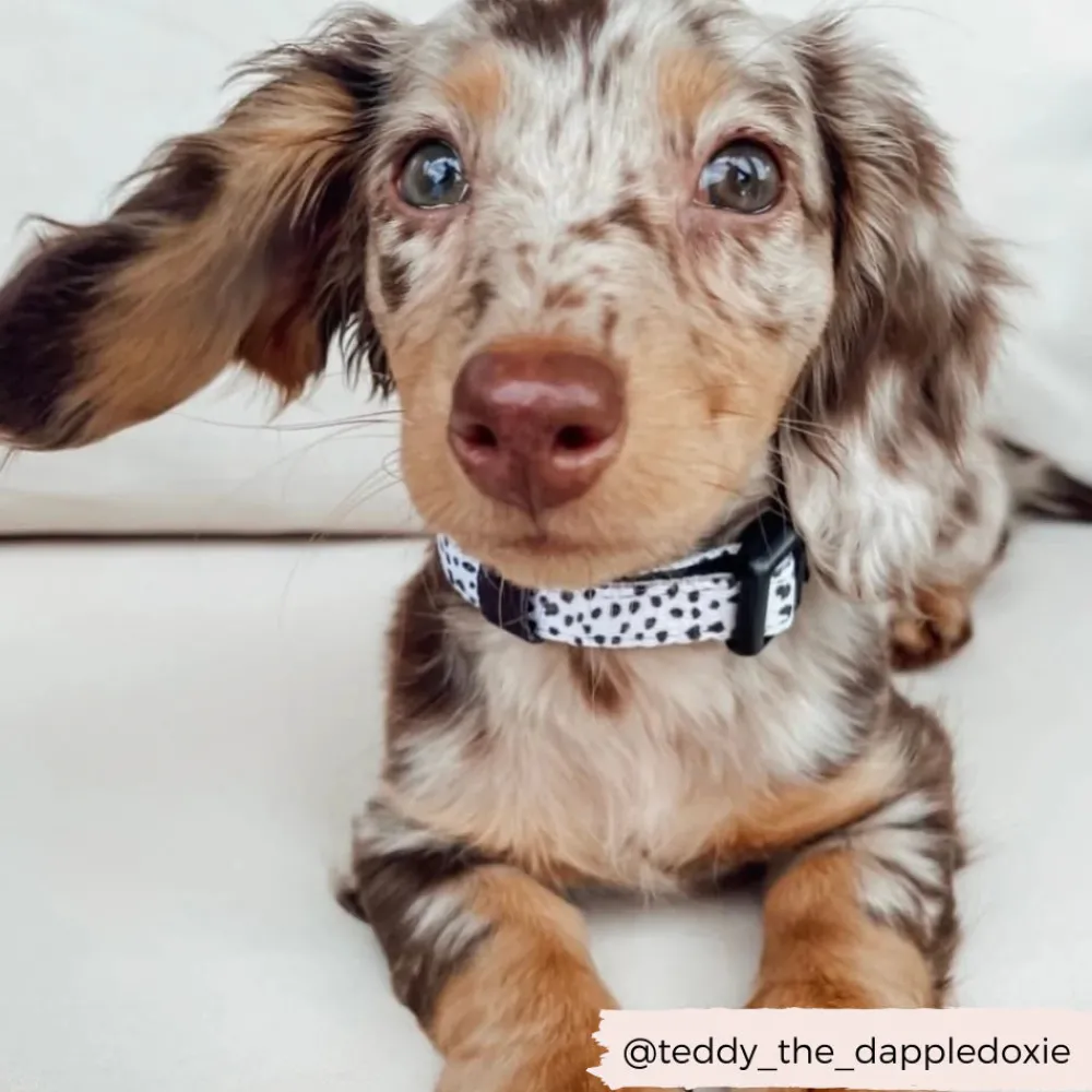 Cocopup Adjustable Harness Bundles-Monochrome Spots Adjustable Neck Harness, Lead & Collar Bundle