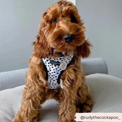 Cocopup Adjustable Harness Bundles-Monochrome Spots Adjustable Neck Harness, Lead & Collar Bundle