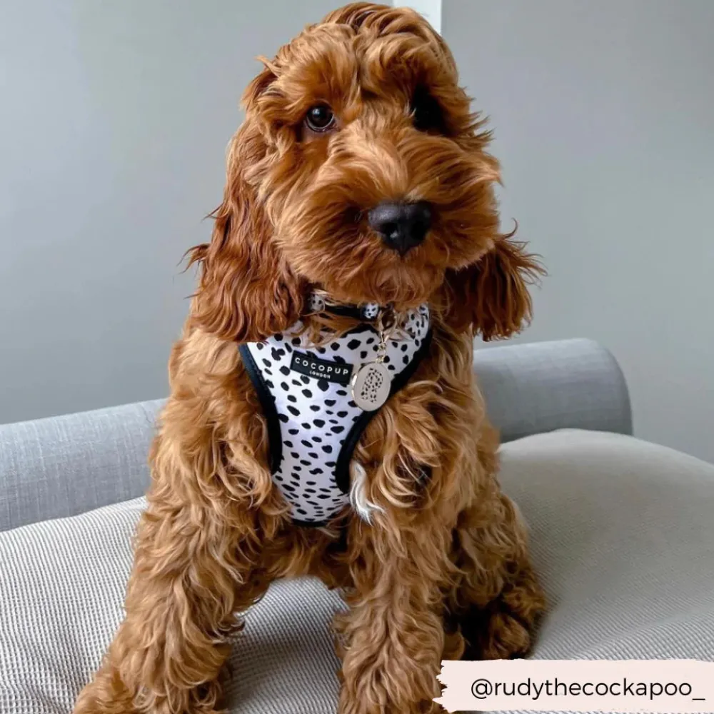 Cocopup Adjustable Harness Bundles-Monochrome Spots Adjustable Neck Harness, Lead & Collar Bundle