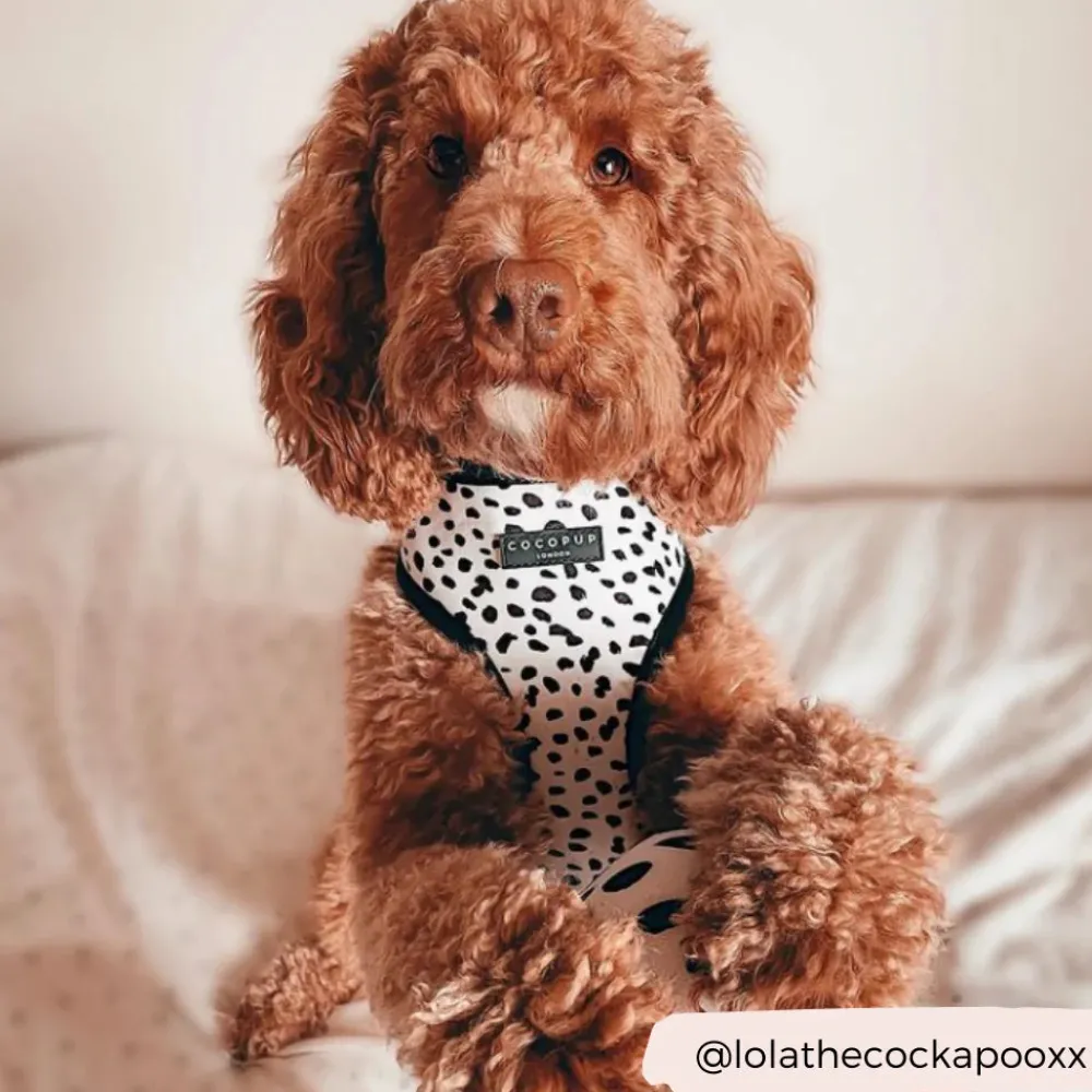 Cocopup Adjustable Harness Bundles-Monochrome Spots Adjustable Neck Harness, Lead & Collar Bundle