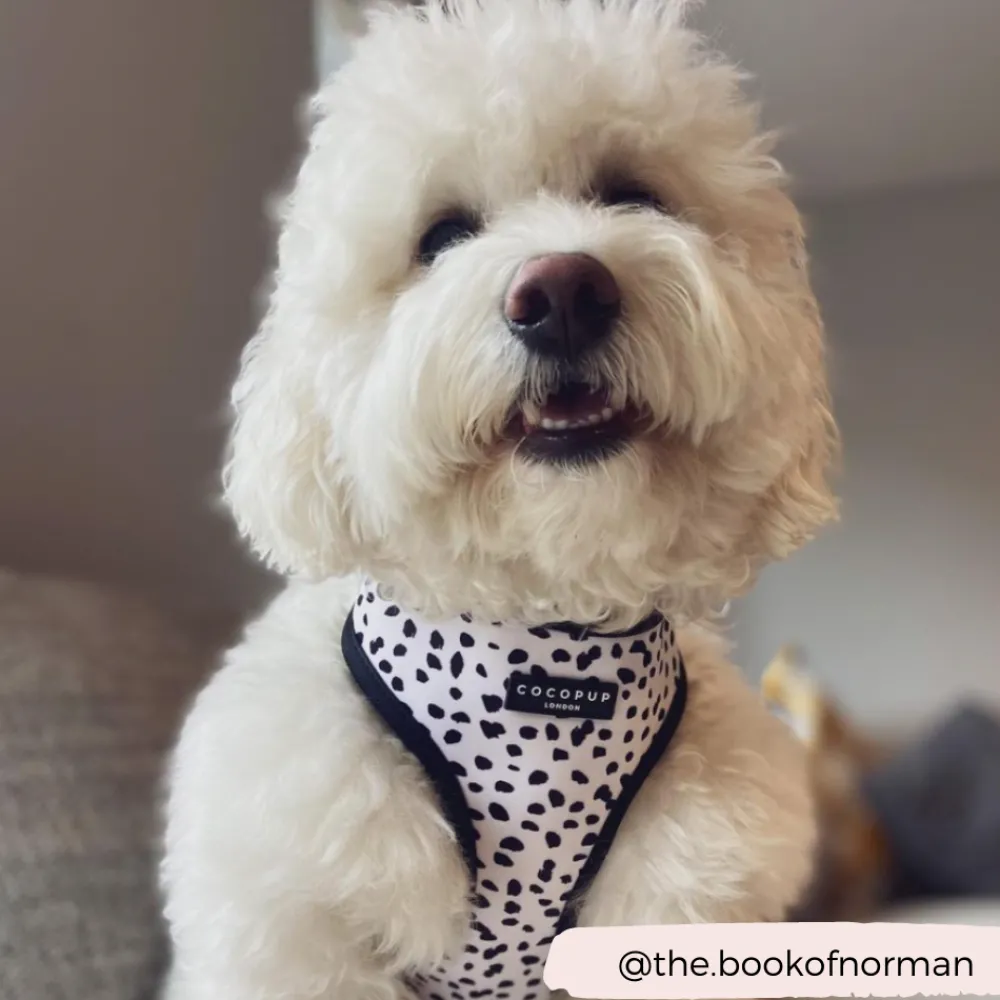 Cocopup Adjustable Neck Harnesses-Monochrome Spots Adjustable Neck HARNESS