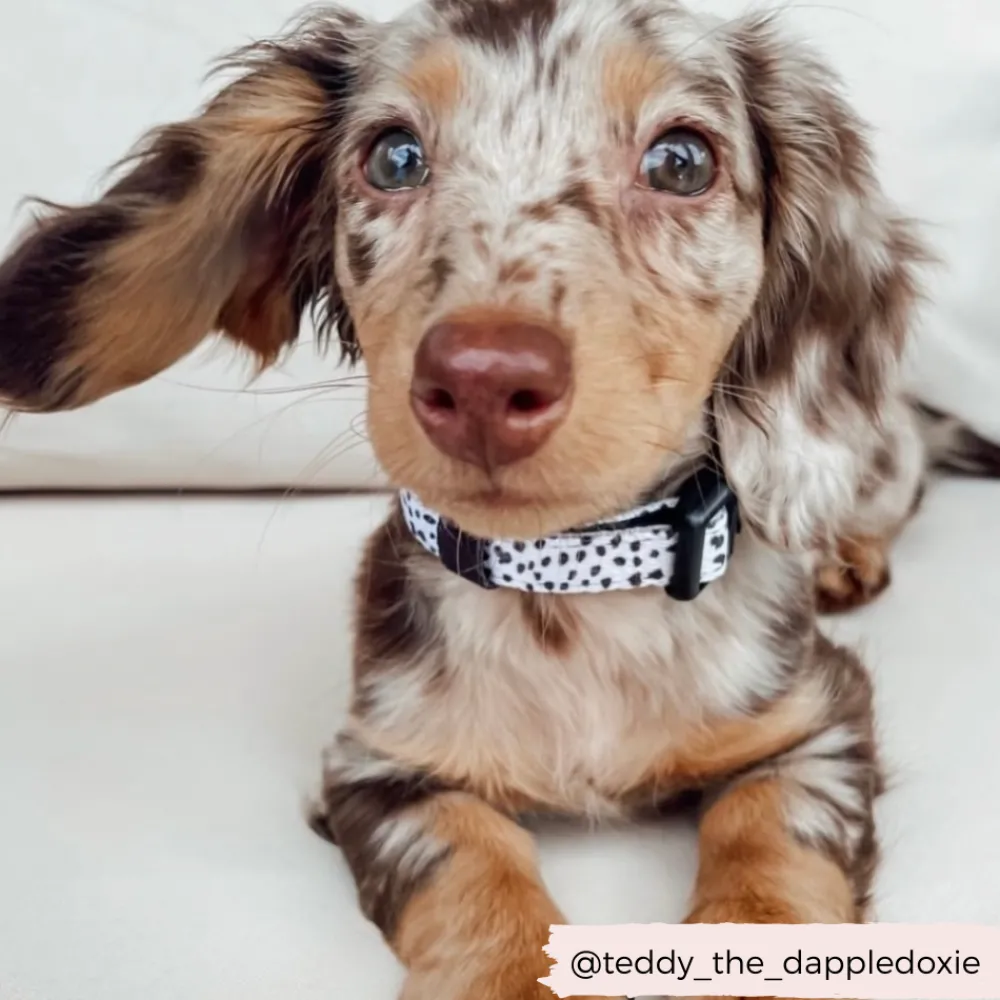 Cocopup Collars | Puppy Leads & Collars-Monochrome Spots COLLAR
