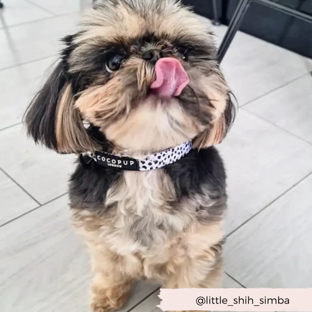 Cocopup Collars | Puppy Leads & Collars-Monochrome Spots COLLAR