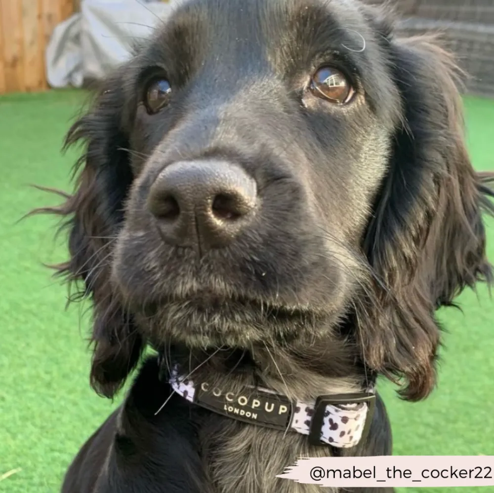 Cocopup Collars | Puppy Leads & Collars-Monochrome Spots COLLAR