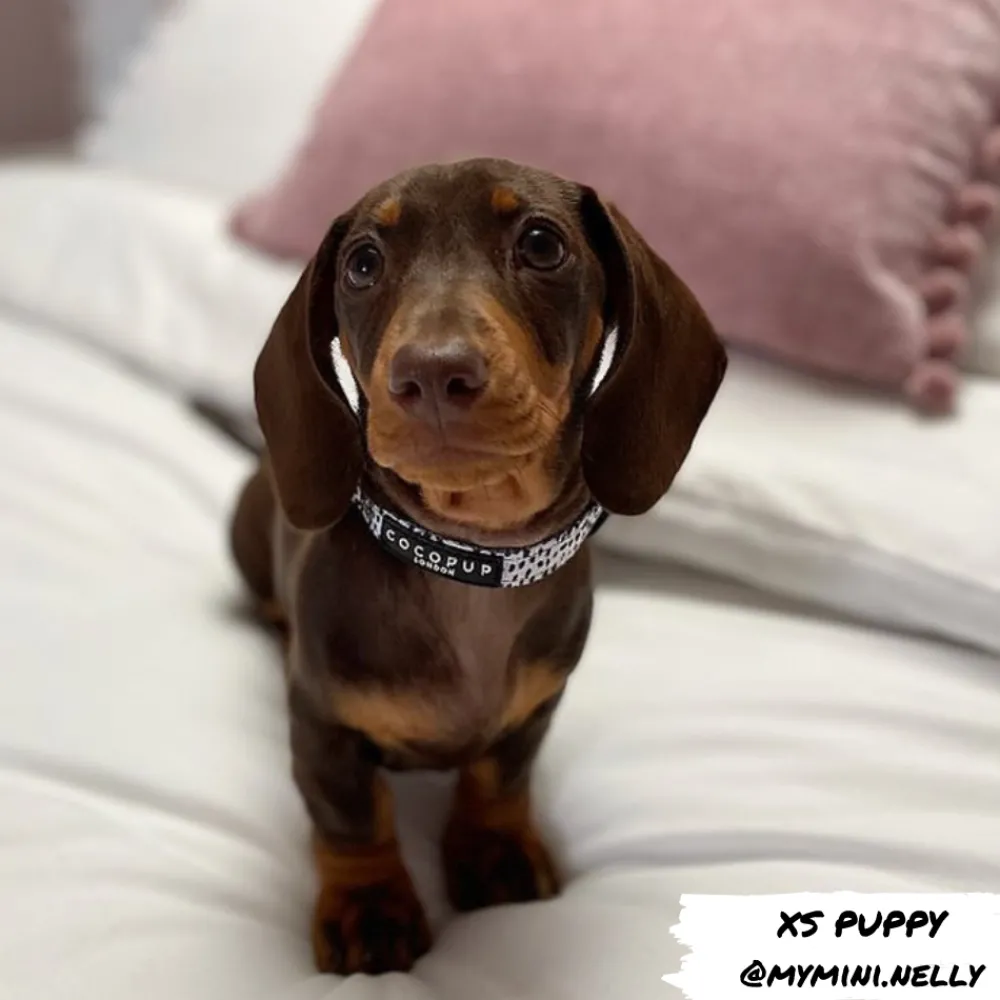 Cocopup Collars | Puppy Leads & Collars-Monochrome Spots COLLAR