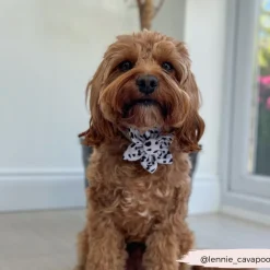 Cocopup Collar Flowers-Monochrome Spots Collar Flower