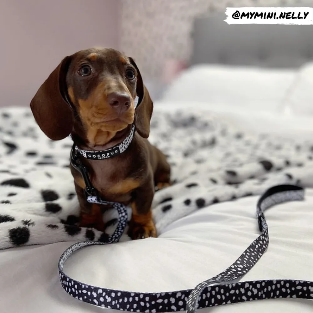 Cocopup Leads | Puppy Leads & Collars-Monochrome Spots Lead - Puppy