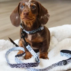 Cocopup Puppy Leads & Collars | Puppy Lead & Collar Sets-Monochrome Spots Puppy Lead & Collar Set