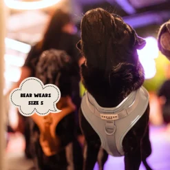 Cocopup Adjustable Neck Harnesses | Nakd D-Ring Harnesses-NAKD Adjustable Neck Harness - Bubblegum