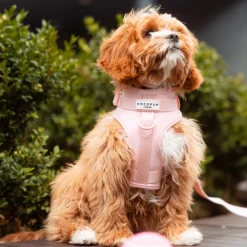 Cocopup Adjustable Neck Harnesses | Nakd D-Ring Harnesses-NAKD Adjustable Neck Harness - Candyfloss