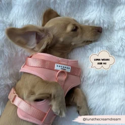 Cocopup Nakd D-Ring Harness Bundles | Nakd D-Ring Harnesses-NAKD Adjustable Neck Harness, Lead, Collar & Poop Bag Holder Bundle - Peach Floof