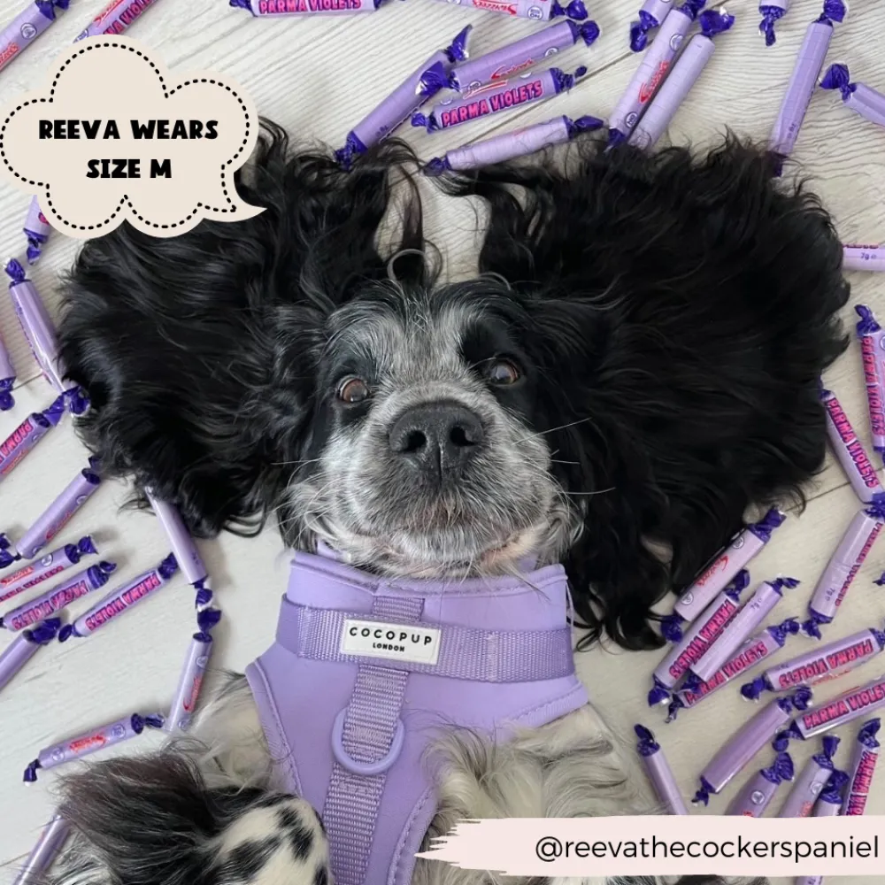 Cocopup Adjustable Neck Harnesses | Nakd D-Ring Harnesses-NAKD Adjustable Neck Harness - Parma Violets