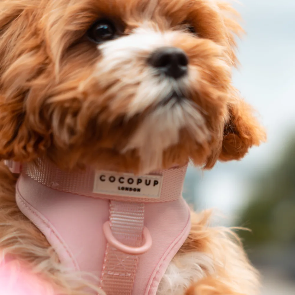 Cocopup Adjustable Neck Harnesses | Nakd D-Ring Harnesses-NAKD Adjustable Neck Harness - Candyfloss