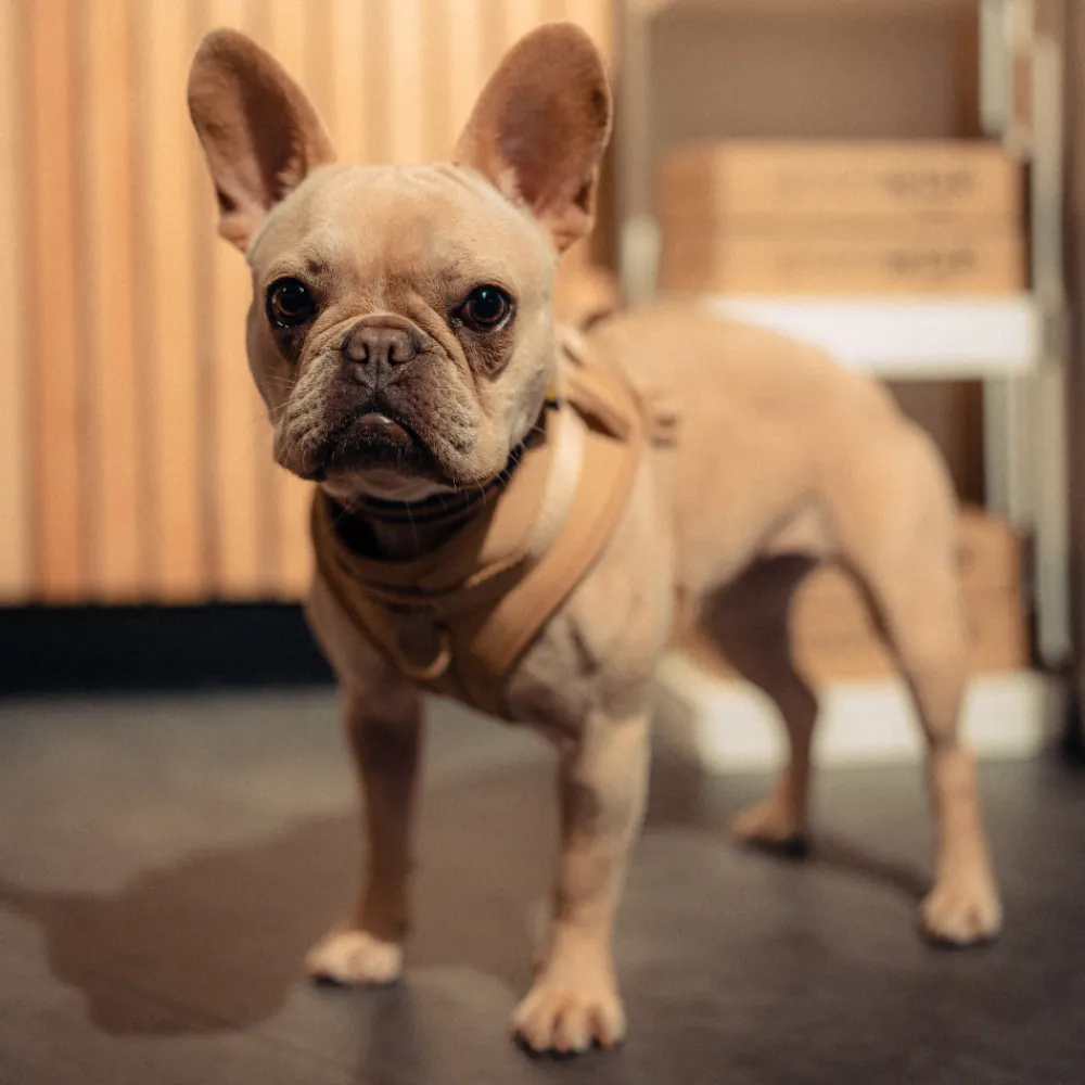 Cocopup Adjustable Neck Harnesses | Nakd D-Ring Harnesses-NAKD Adjustable Neck Harness - Biscuit