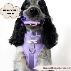 Cocopup Adjustable Neck Harnesses | Nakd D-Ring Harnesses-NAKD Adjustable Neck Harness - Parma Violets