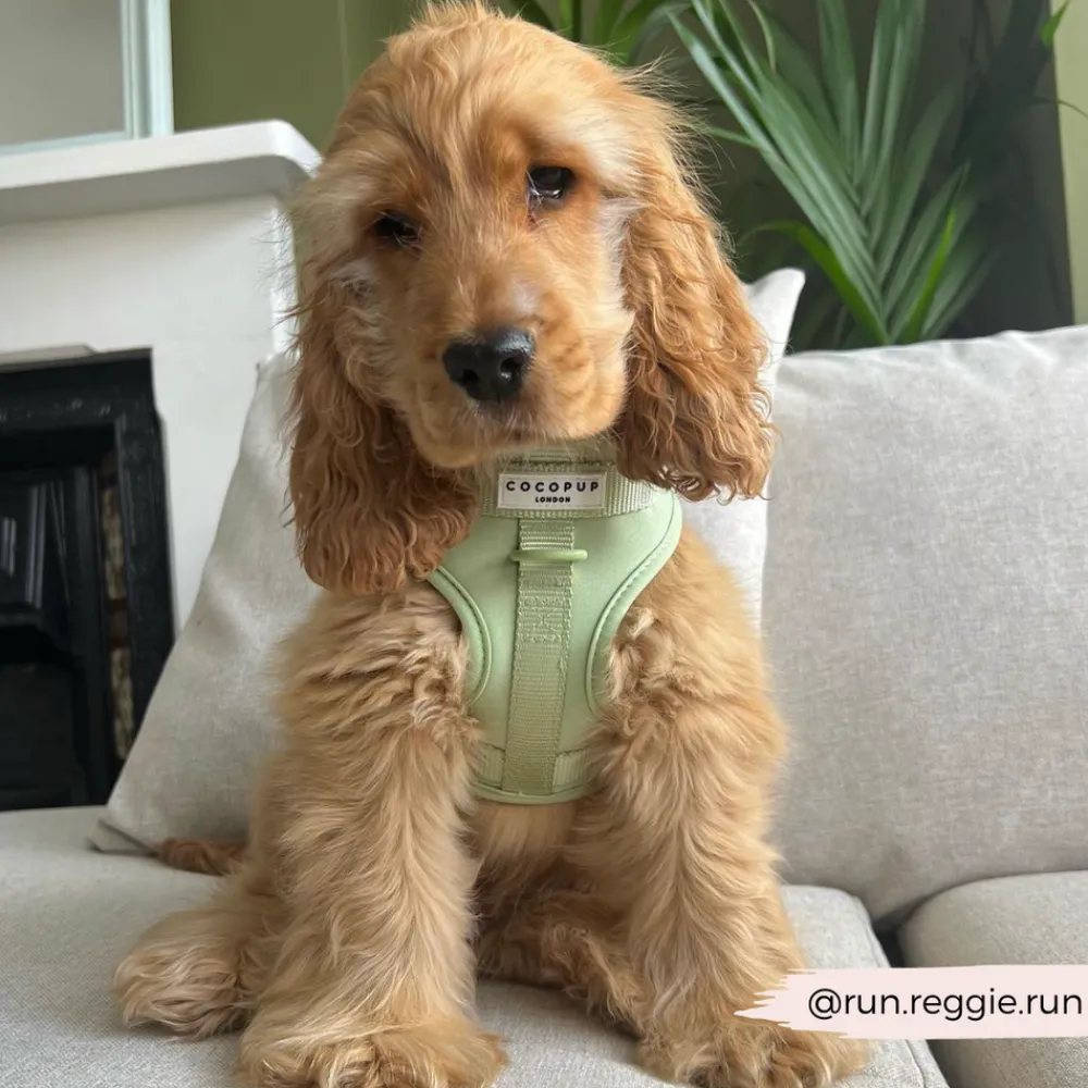 Cocopup Adjustable Neck Harnesses | Nakd D-Ring Harnesses-NAKD Adjustable Neck Harness - Matcha