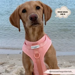 Cocopup Nakd D-Ring Harness Bundles | Nakd D-Ring Harnesses-NAKD Adjustable Neck Harness, Lead, Collar & Poop Bag Holder Bundle - Peach Floof
