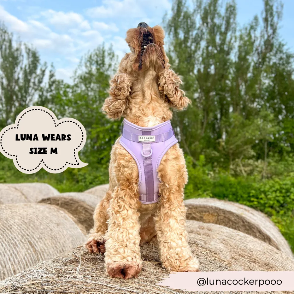 Cocopup Adjustable Neck Harnesses | Nakd D-Ring Harnesses-NAKD Adjustable Neck Harness - Parma Violets
