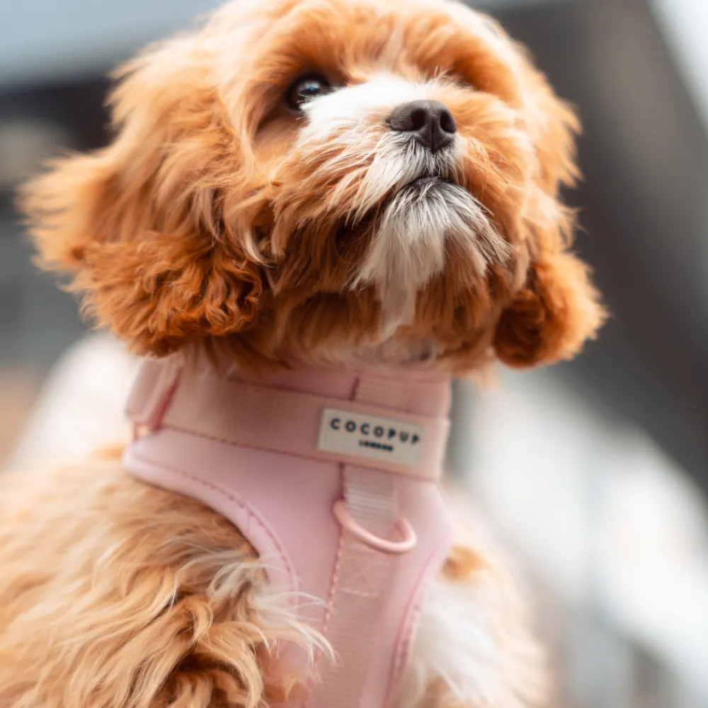 Cocopup Adjustable Neck Harnesses | Nakd D-Ring Harnesses-NAKD Adjustable Neck Harness - Candyfloss