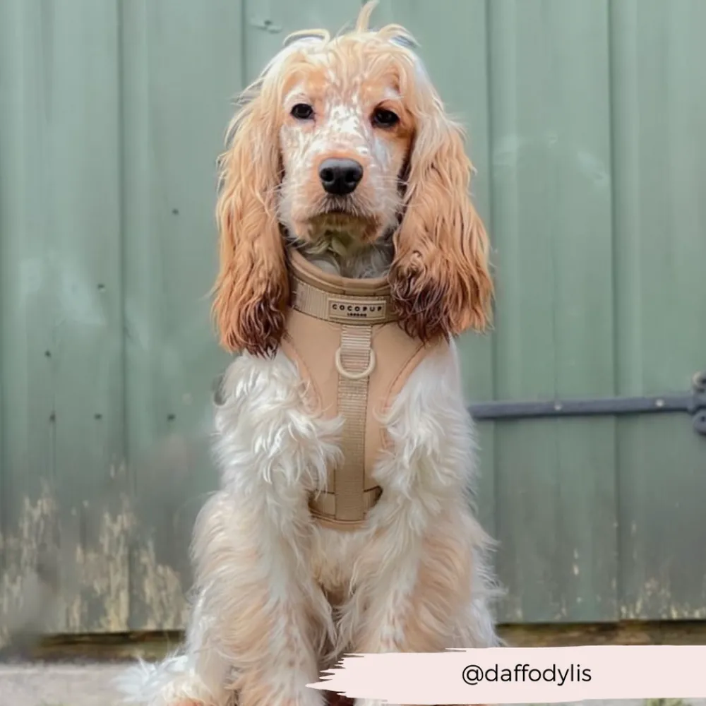 Cocopup Adjustable Neck Harnesses | Nakd D-Ring Harnesses-NAKD Adjustable Neck Harness - Biscuit