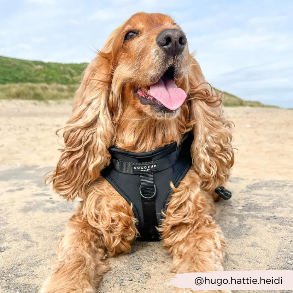 Cocopup Adjustable Neck Harnesses | Nakd D-Ring Harnesses-NAKD Adjustable Neck Harness - Liquorice