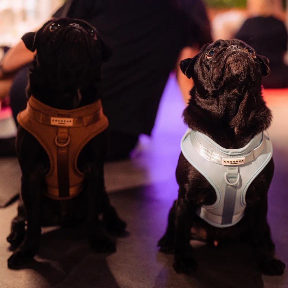 Cocopup Nakd D-Ring Harnesses | Nakd D-Ring Harness Bundles-NAKD Adjustable Neck Harness, Lead, Collar & Poop Bag Bundle - Brownie