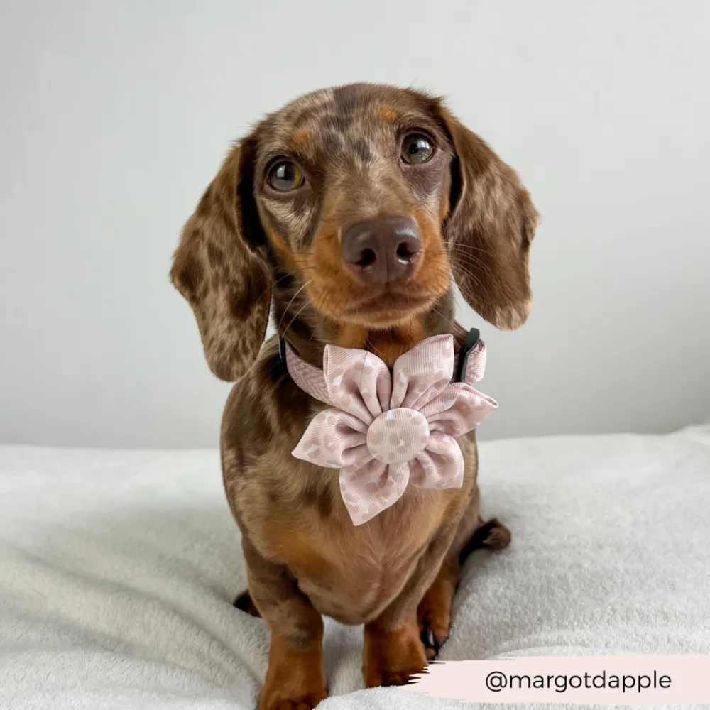 Cocopup Collar Flowers-Nude Chic Leopard Collar Flower